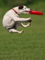 Dog Catches Frisbee