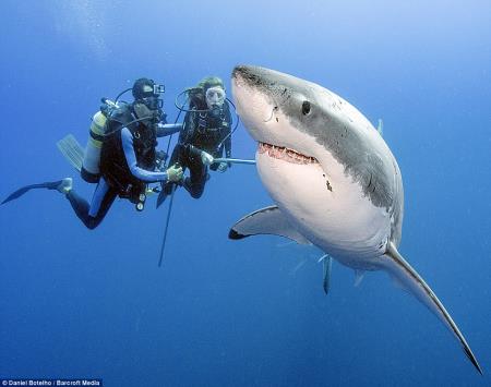 Two People and a Great White Shark