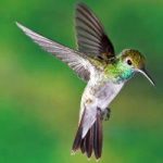 Hummingbirds and the Pointlessness of Life