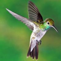 Hummingbird