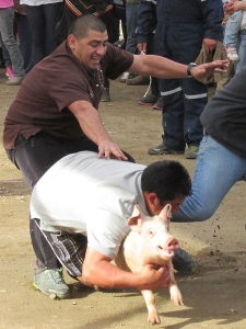 Greased Pig Chase